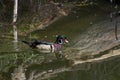 Beautiful Profile of the Wood Duck